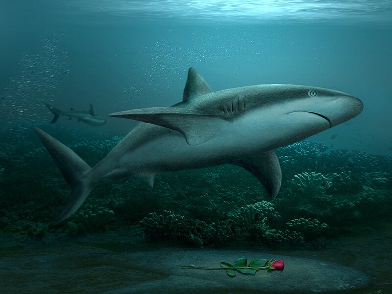 Shark in Coral Reef — Blue, Serene