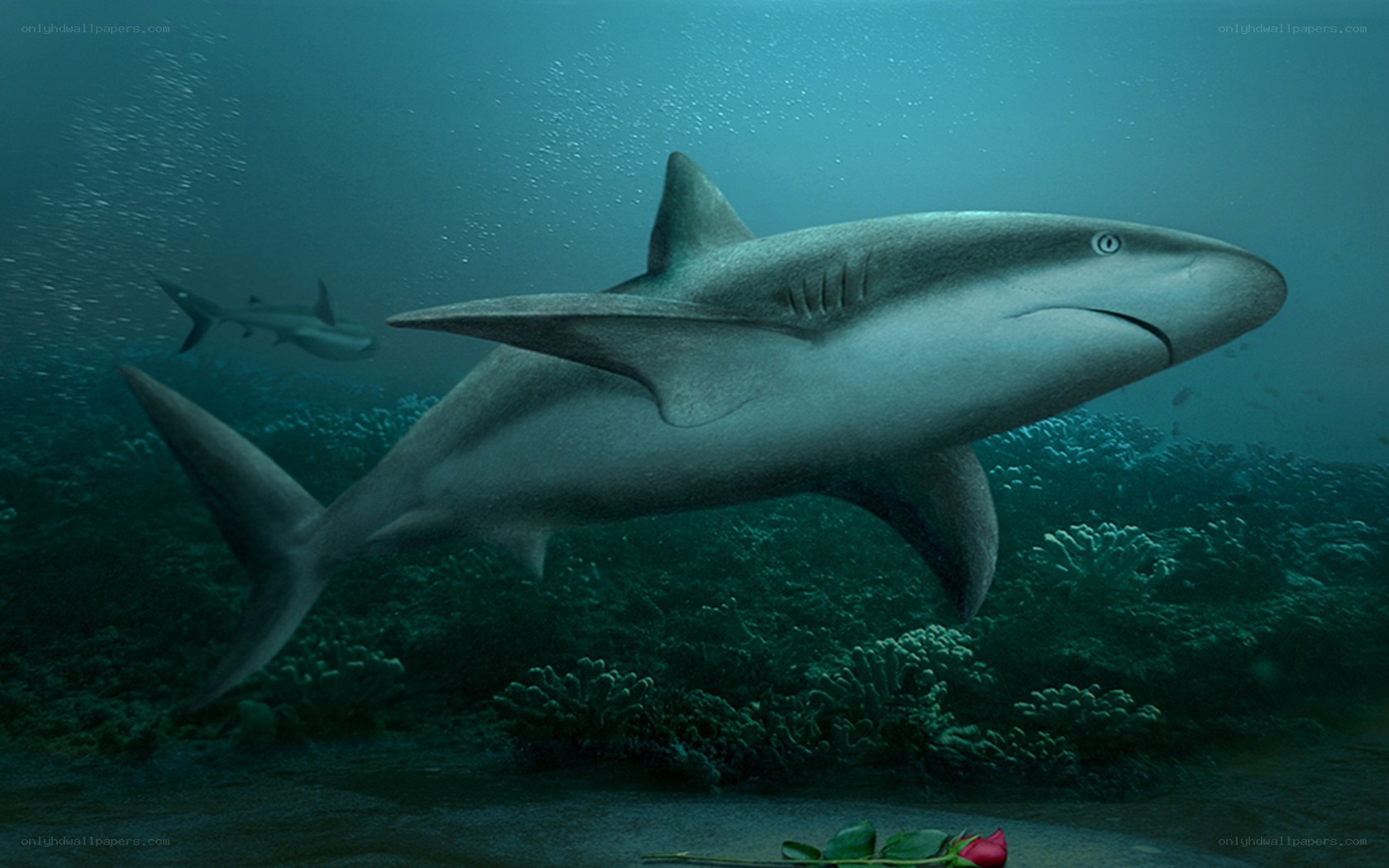 Shark in coral reef
