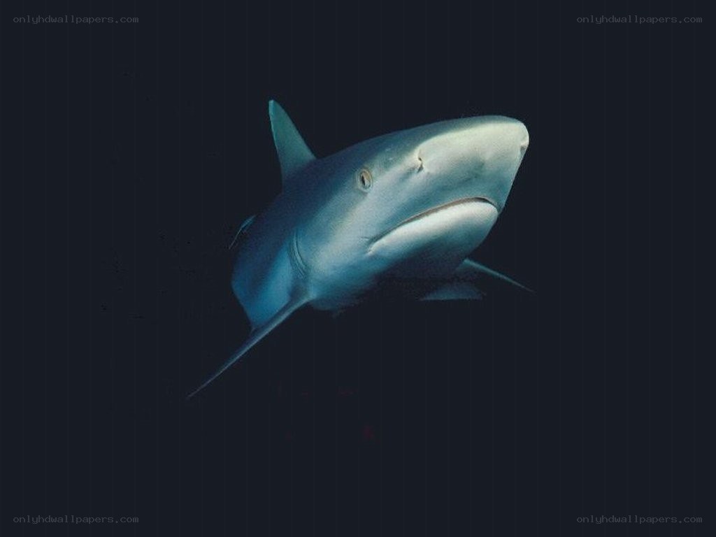 Shark in dark water