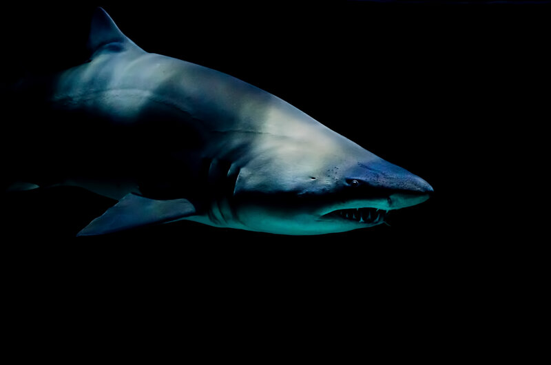 Shark in Dark Water — Black