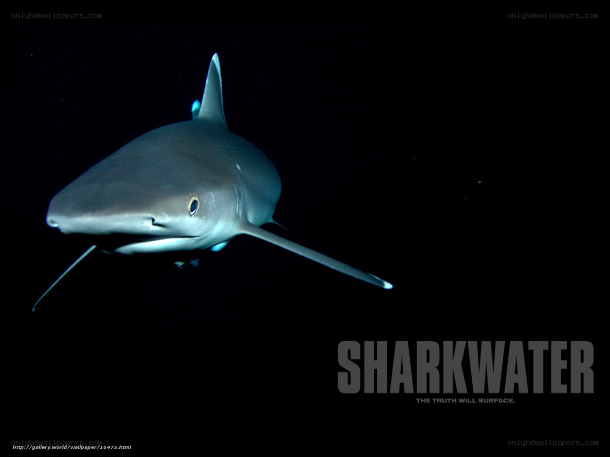 Shark in dark water