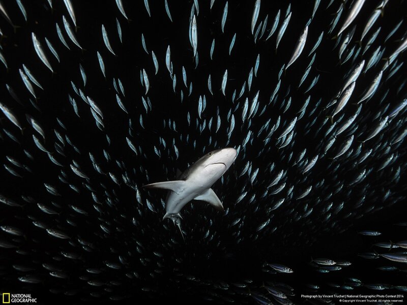 Shark in Fish School