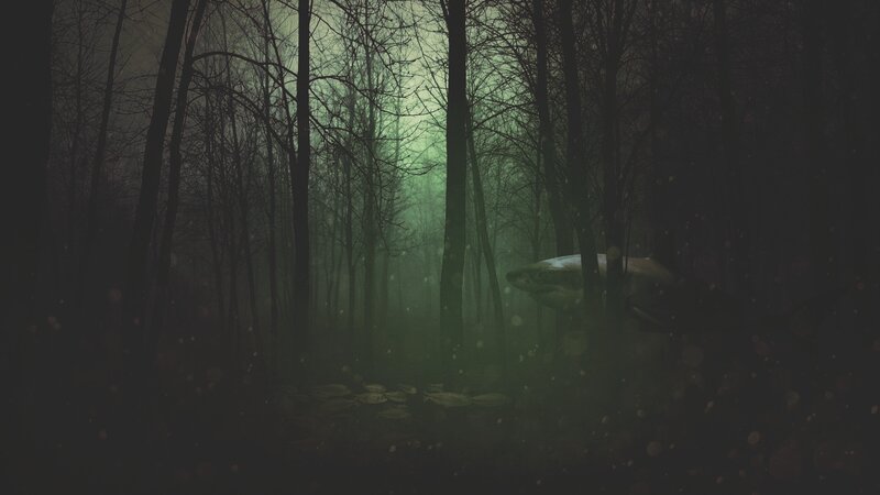 Shark in Forest