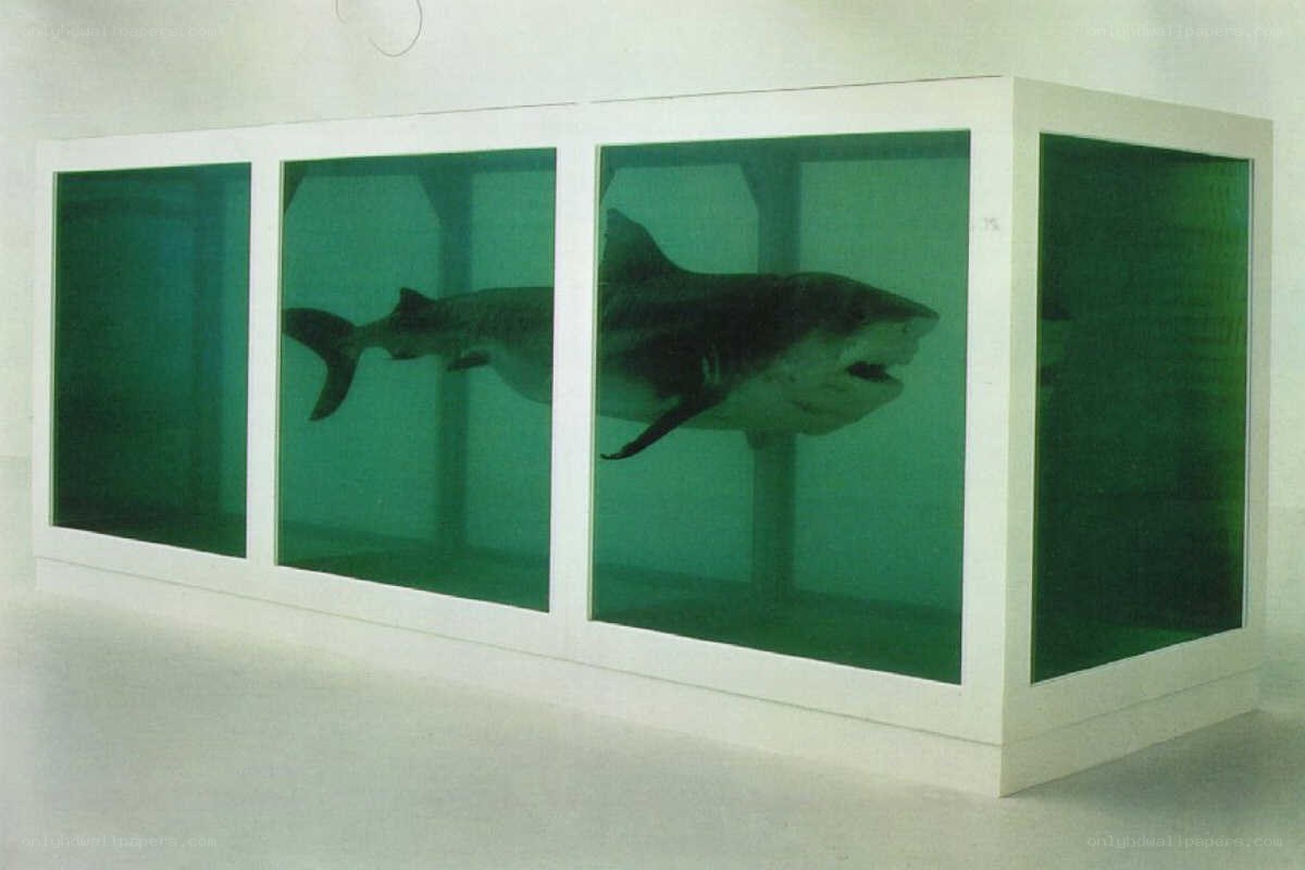 Shark in formaldehyde tank