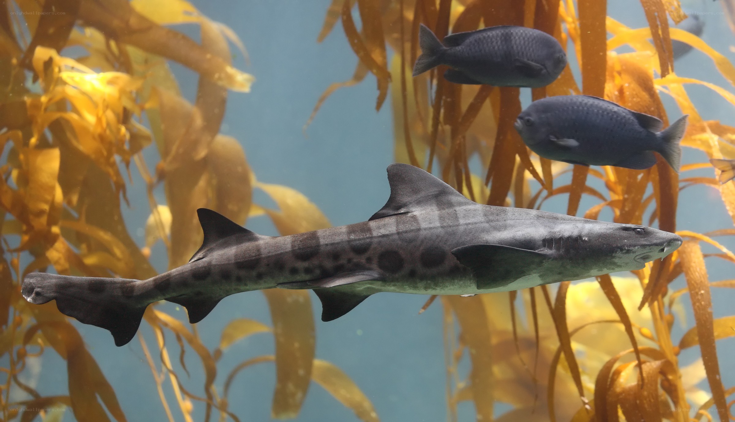 Shark in kelp forest