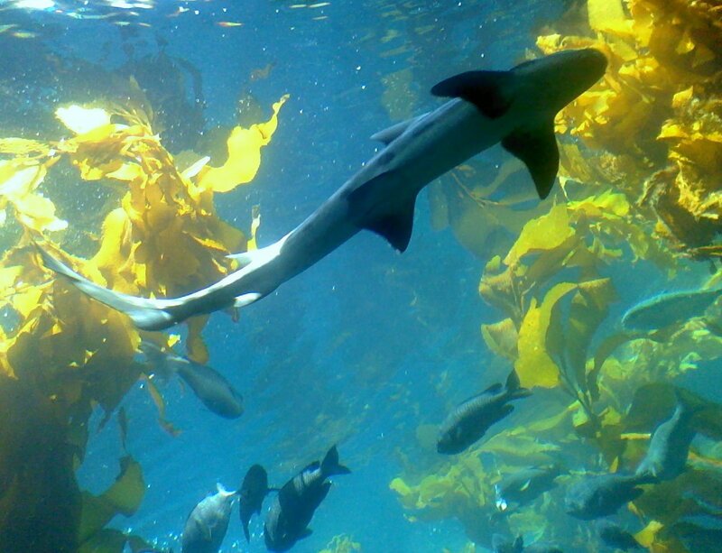 Shark in Kelp Forest — Blue