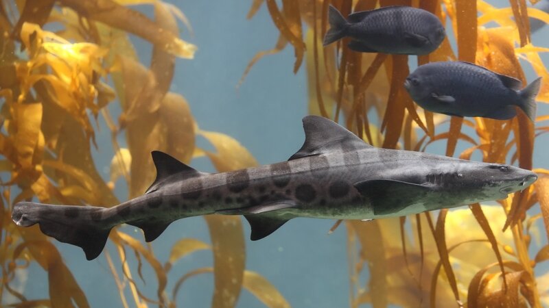 Shark in kelp forest