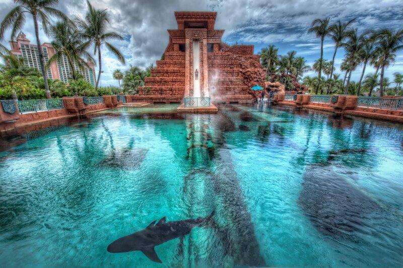 Shark in Pool — Blue