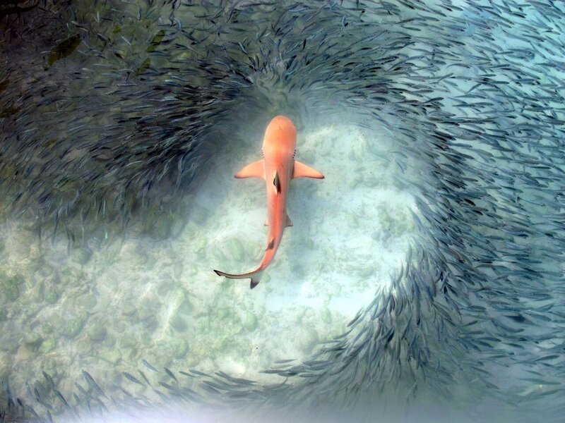 Shark in School of Fish
