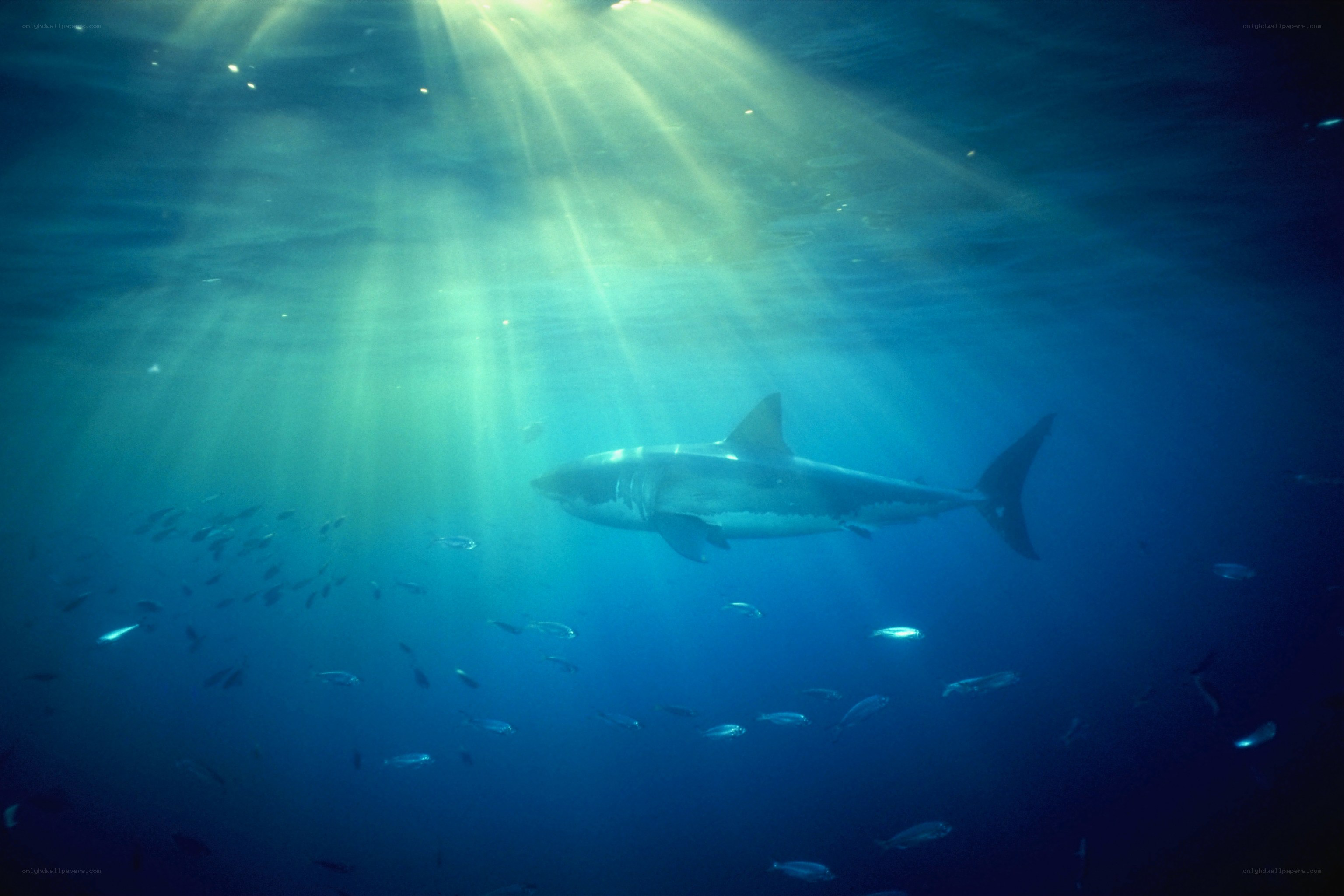 Shark in sunlit ocean