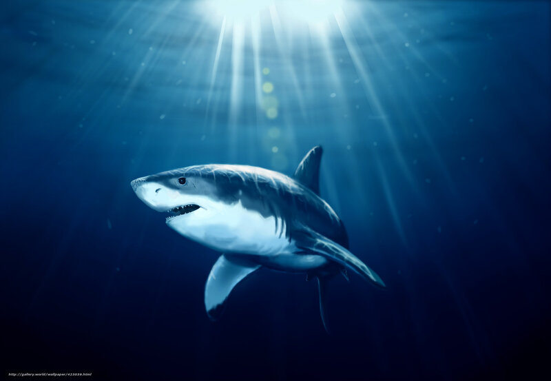 Shark in sunlit ocean