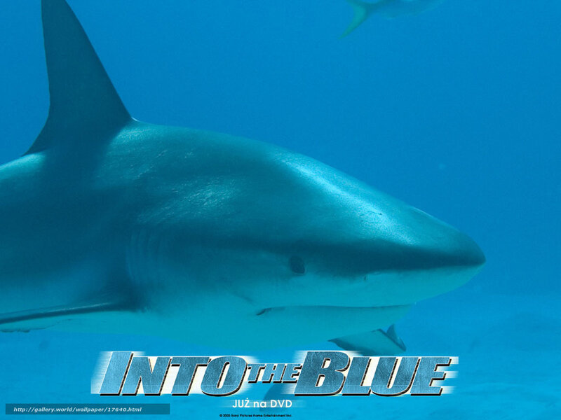 Shark in the Blue