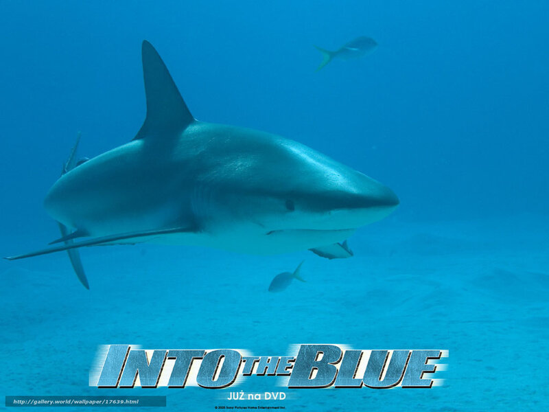 Shark in the Blue