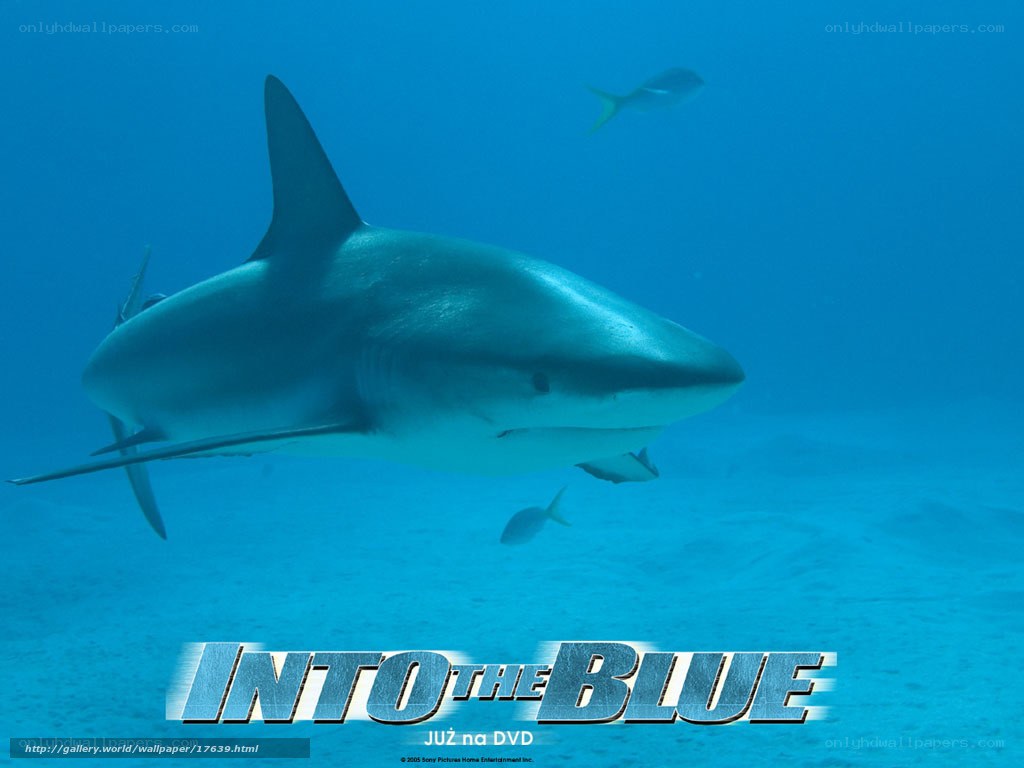 Shark in the Blue