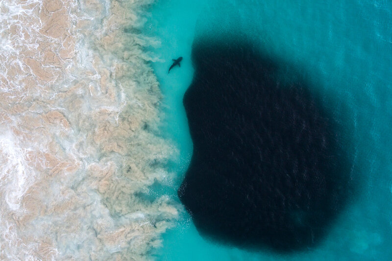 Shark in Turquoise Water