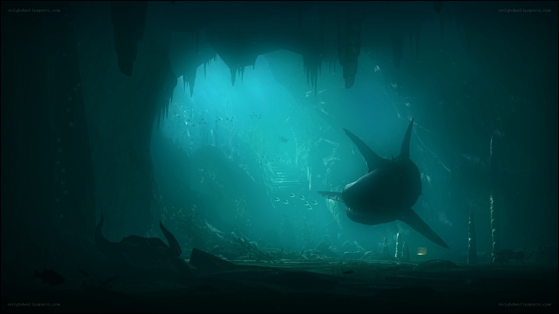Shark in underwater cave