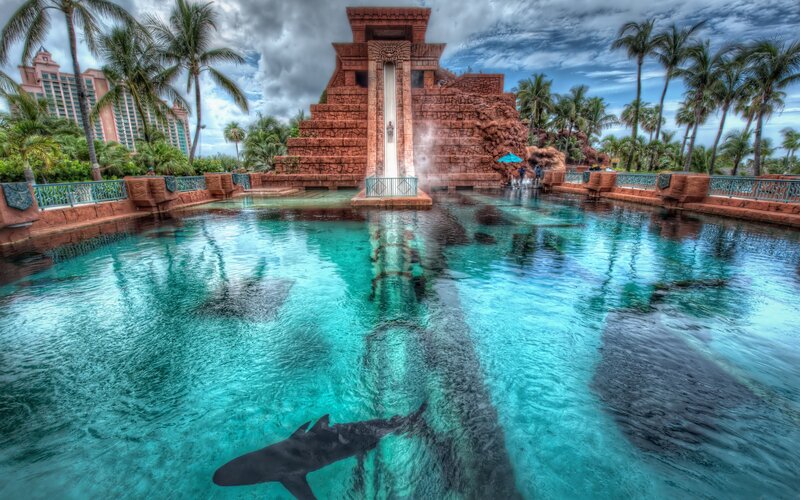 Shark in Water Park Pool