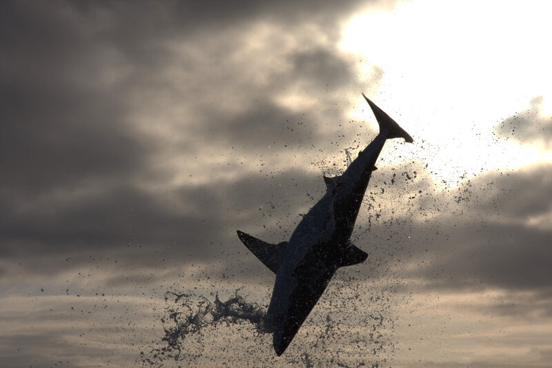 Shark Jumping Out of Water