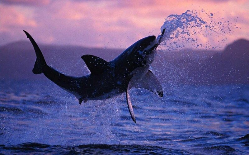 Shark leaping from ocean