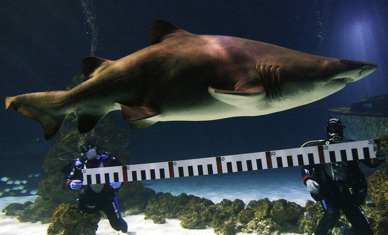 Shark measurement in aquarium