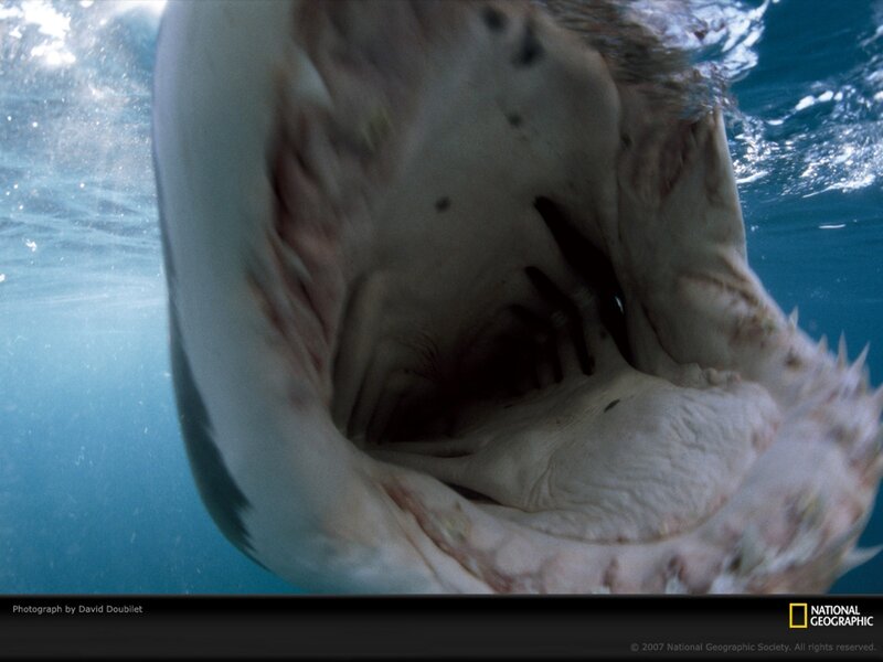 Shark Mouth Underwater — Blue