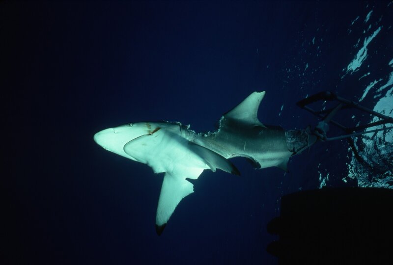 Shark Near Boat