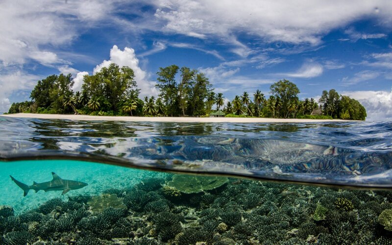 Shark Near Coral Reef — Blue