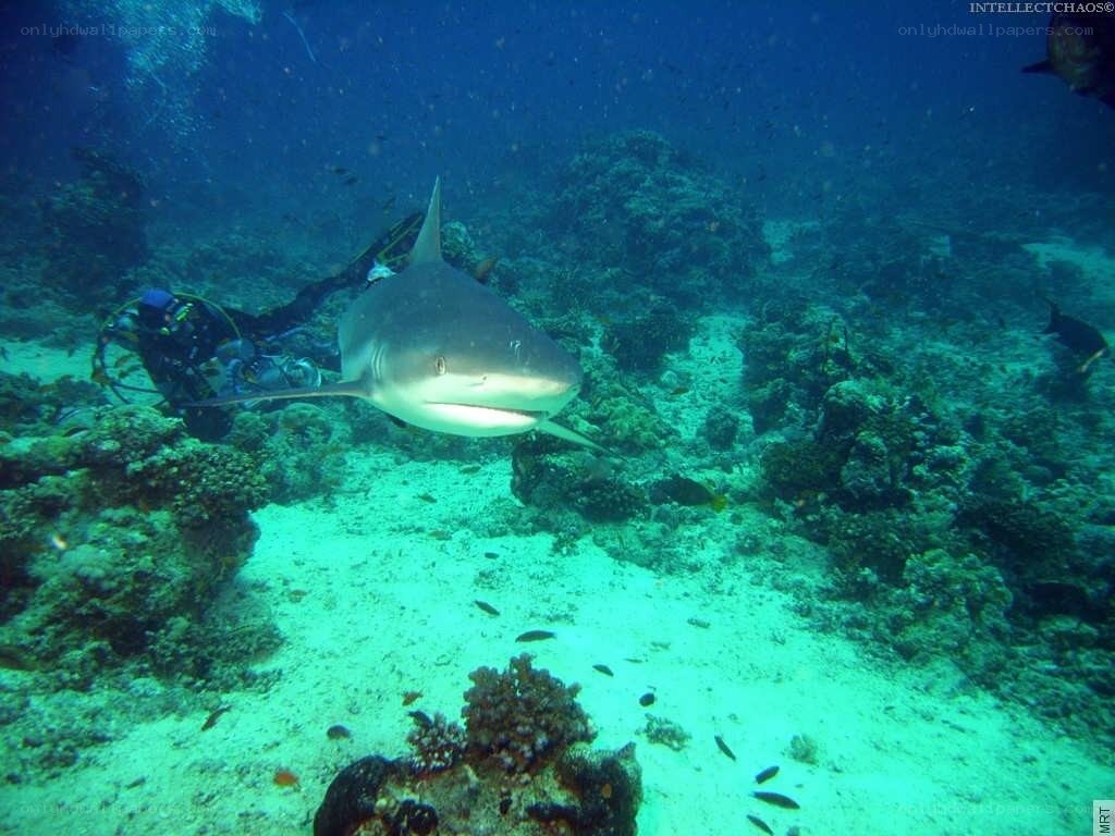 Shark near diver on reef