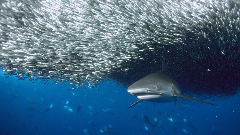 Shark near school of fish