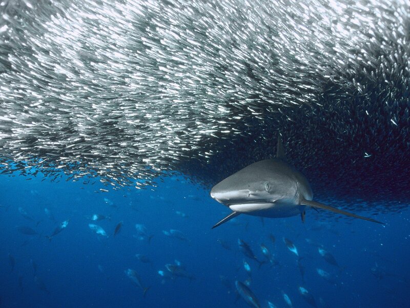Shark near school of fish