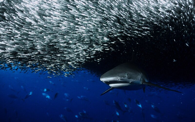 Shark near school of fish