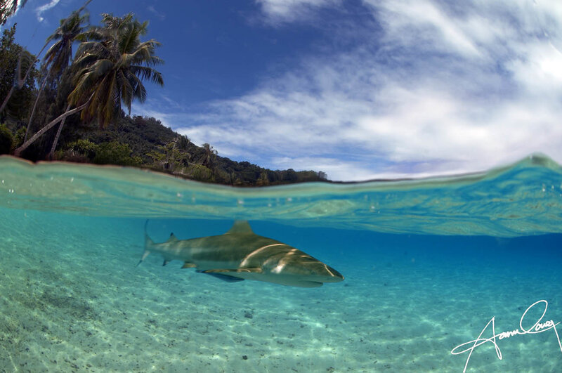 Shark near tropical island