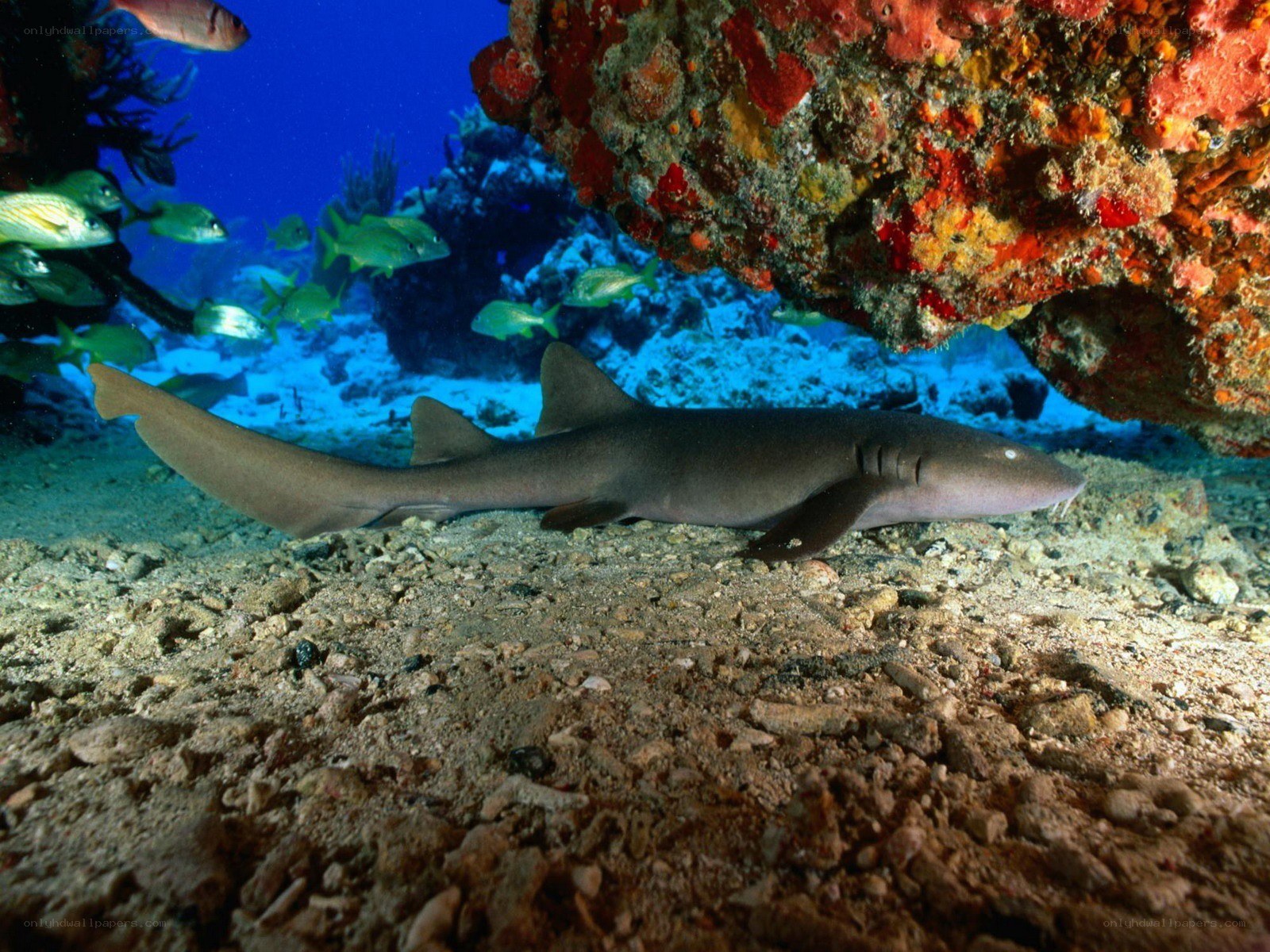 Shark on coral reef
