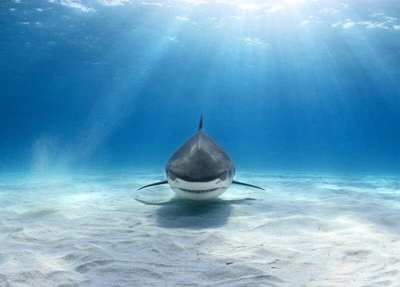 Shark on Sandy Ocean Floor