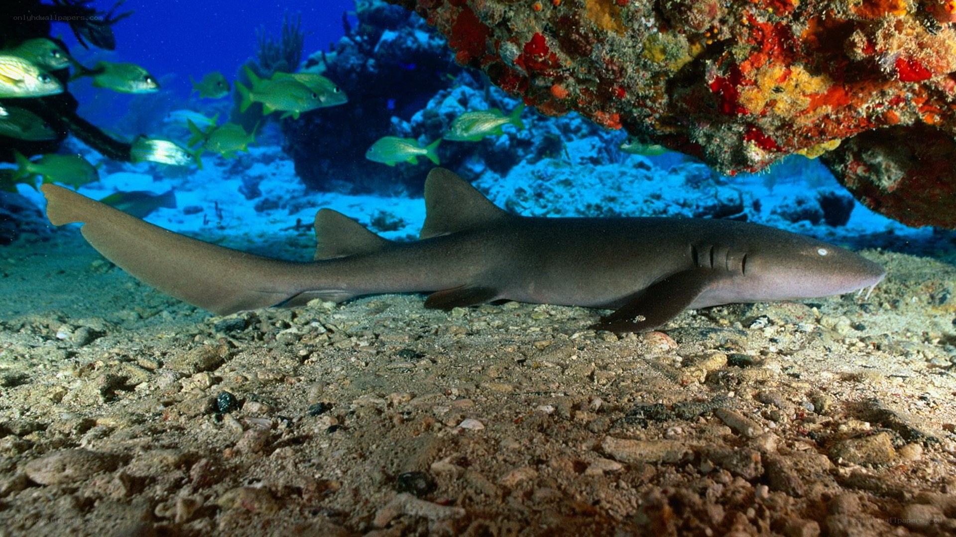 Shark on the ocean floor