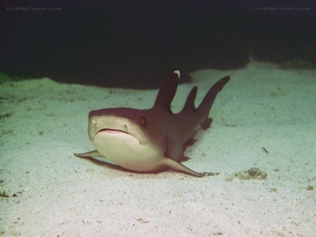 Shark on the ocean floor