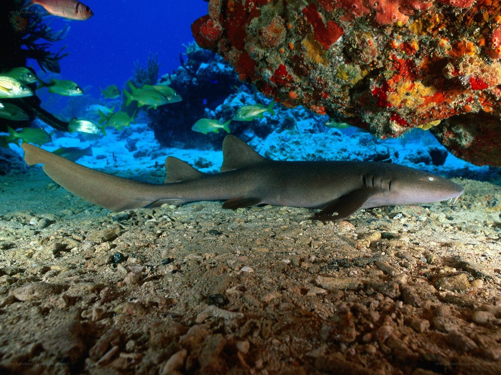 Shark on the ocean floor