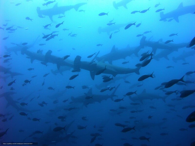 Shark school in blue water