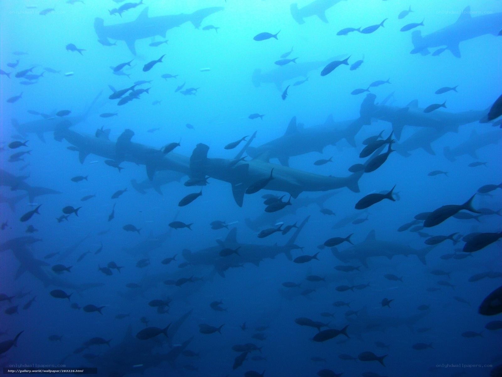 Shark school in blue water