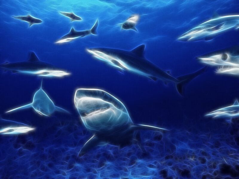 Shark School Underwater