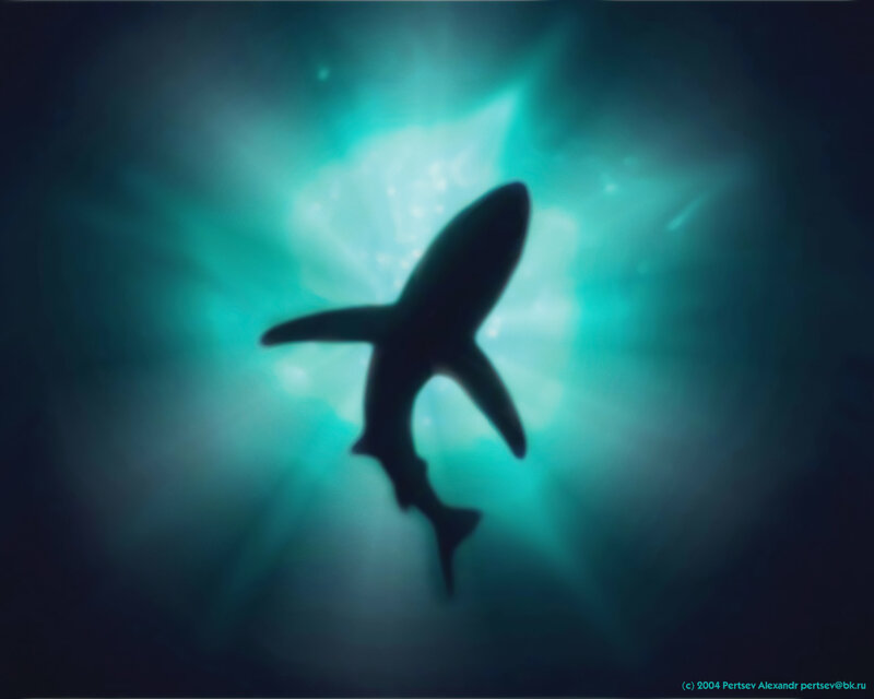 shark silhouette in blue light