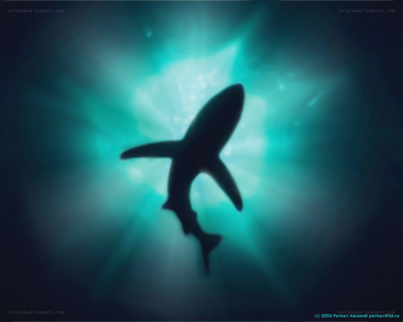 shark silhouette in blue light