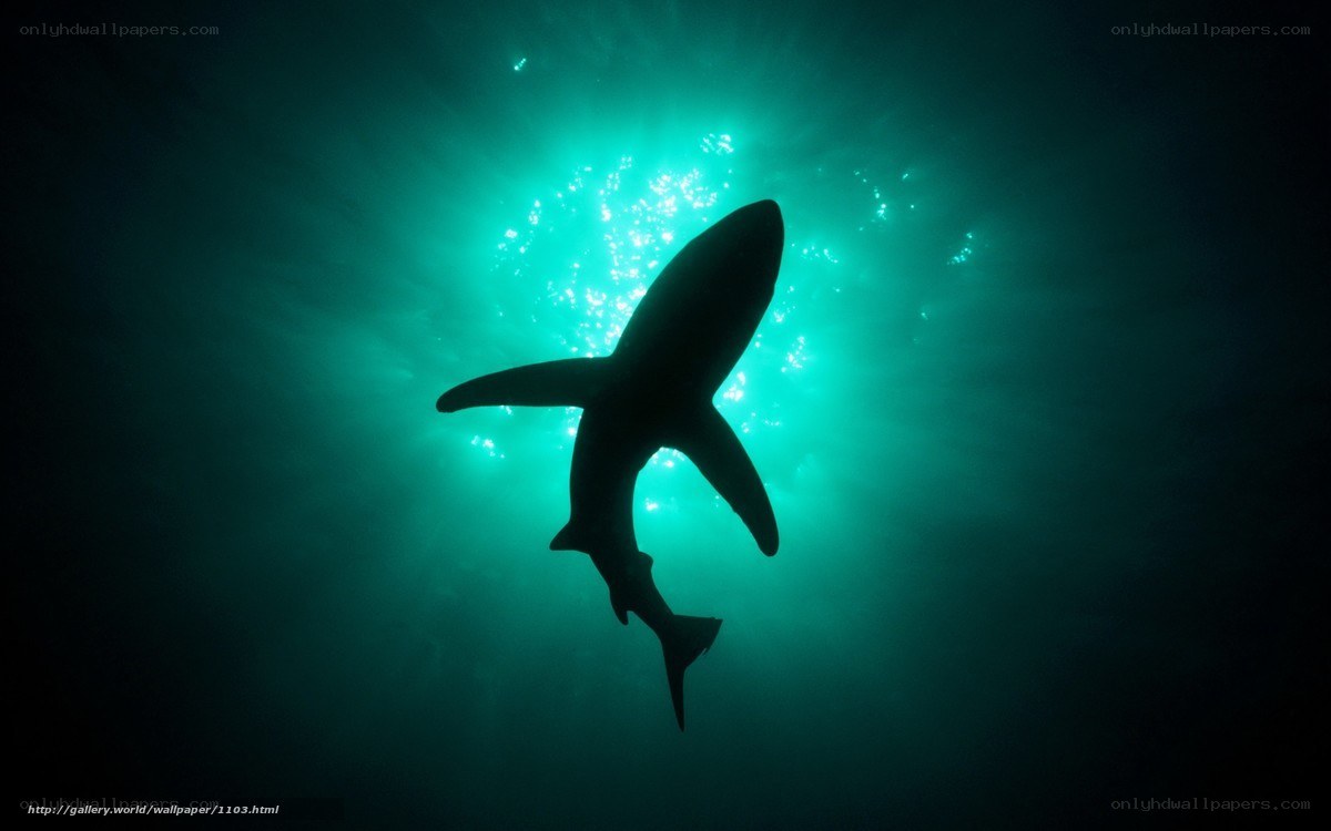 shark silhouette in green light