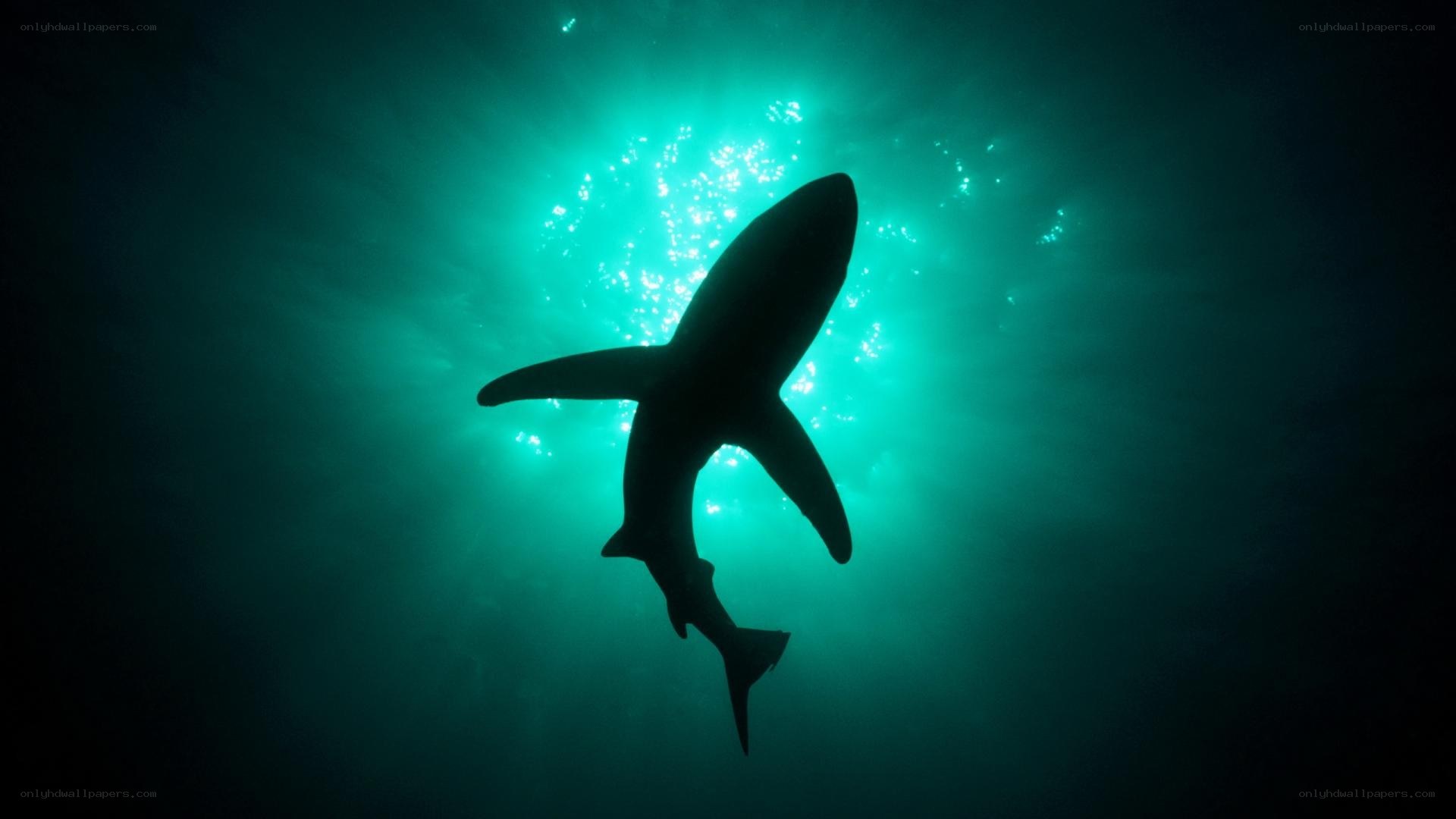Shark silhouette in ocean