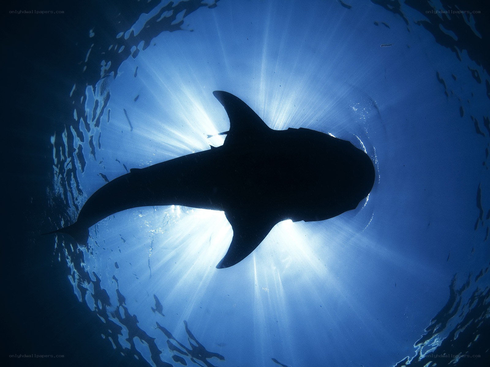 Shark silhouette in sunlight