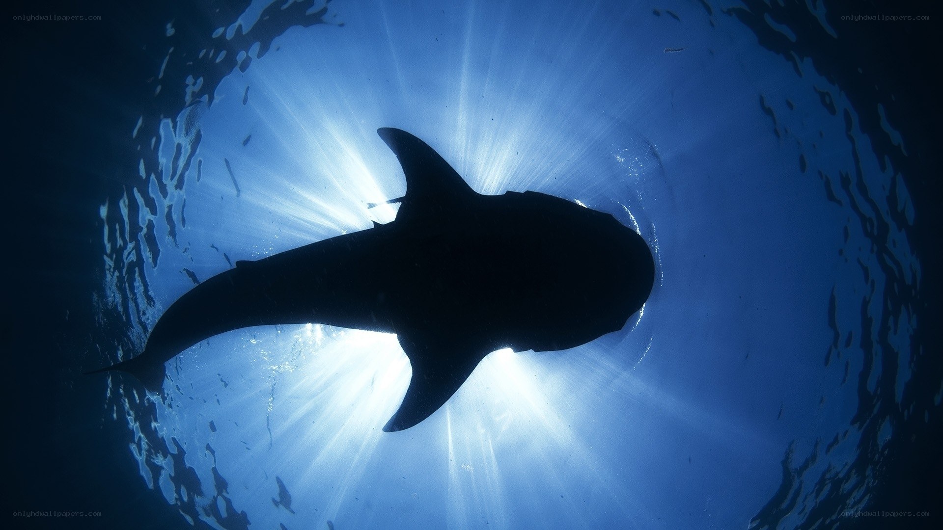 Shark silhouette in sunlight