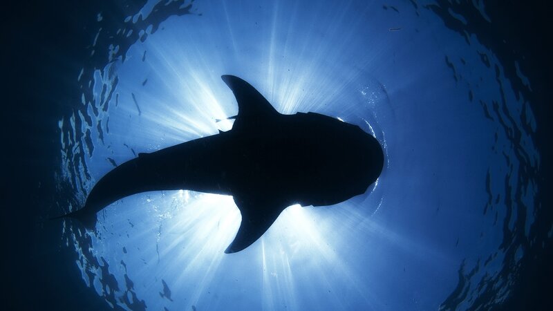 Shark silhouette in sunlit water