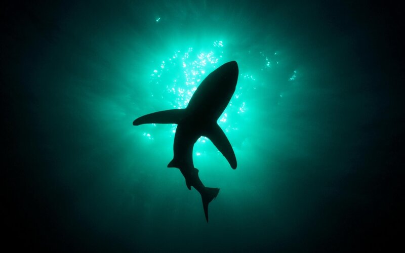 Shark silhouette in turquoise water