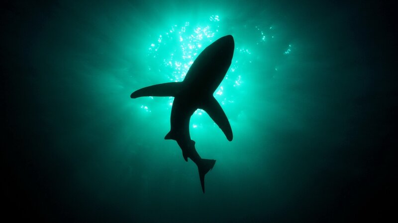Shark silhouette in turquoise water