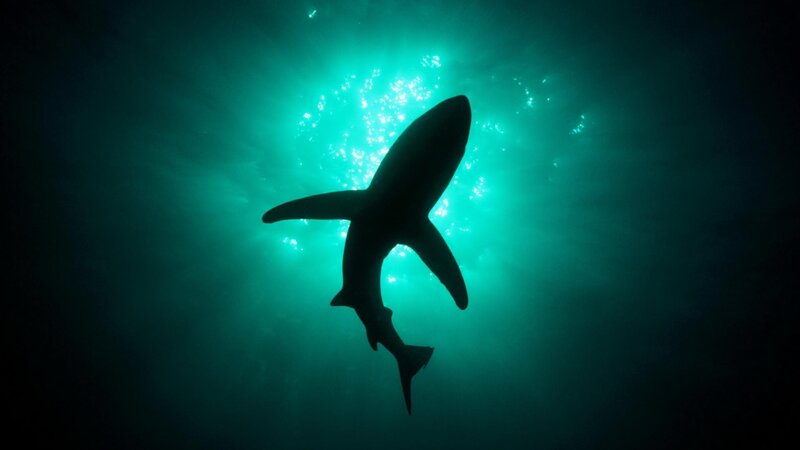 Shark Silhouette Underwater — Green